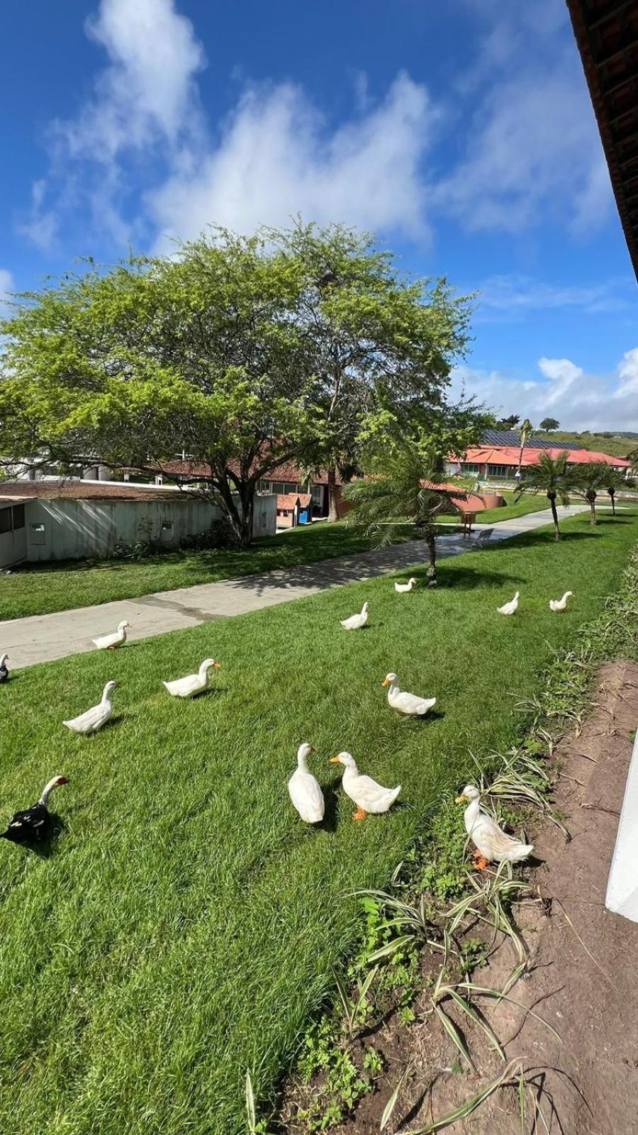 Flat Fabuloso 808 Villa Hipica グラヴァター エクステリア 写真